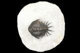 Crotalocephalus (“Cyrtometopus”) - Scarce Species #160952-5